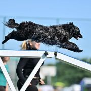 McPotter's Creek's O'HARRA 