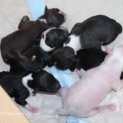  B - Litter of Terra Civis