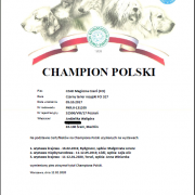 Czad Magiczna Czerń FCI