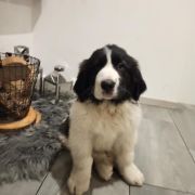 Wolta Stajnia Dzieci Wiatru