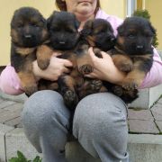 Aidar, Amir, Alan, Adeya