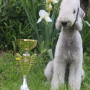 ERCOLE Diamond Lamb