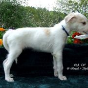 LORD NORTH Impuls i Splendor