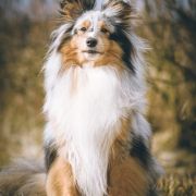 Owlland's BECAUSE I LOVE YOU