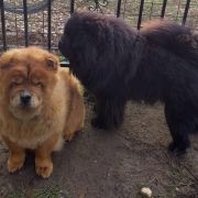 CALLA CHANEL MONASIM DE ROMANIA