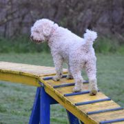 XANTOBELLA Bona Espero (FCI)