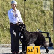 Melisa Beautiful Great Dane FCI