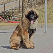 KIND OF MAGIC Ginger Heaven 