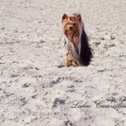 LUCAS Caro Amico FCI Mł.Ch.Pl. Ch.Pl.