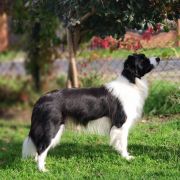 MEGI Diamond for Grinding FCI