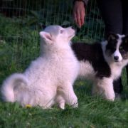 Seriihit z Jurajskiego Stoku