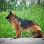 ERA z Iglastego Lasku