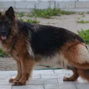 VA3(PL) V1(PL) V14(BSZS) SG7(BSZS) Elita vom Trojangold