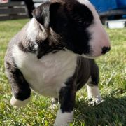 FALL IN LOVE CHARLIE Gemma Gemmarum FCI