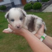 Diger Jodłowy Border