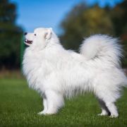 Fioro Ganni VALENTINO