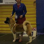 Wena z Dworu Abakusa FCI 