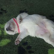 Play Mor (FCI)Babaushka