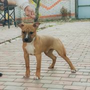 Team Leader Via Fortuna