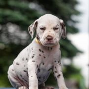 BAJKA z Łaciatej Krainy - zarezerwowana 