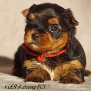 KLER I KLEO