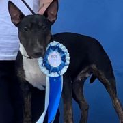 BLACK SHINE PEARL Forpiga Bulla FCI