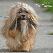 ChPL, JChPL SILVER DUST Mały Budda