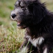 SŁOWIANKA z Futrzastych Nicponi