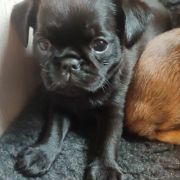 MIMBLA Magiczna Czerń FCI