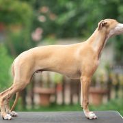 Southpoint Kilian Foxpolis [imp. POR]