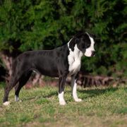 FUTURE STAR No Doubt Team