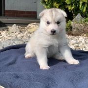 Luke Skywalker z Bratkowej Ohany