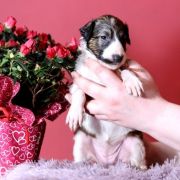 NOBLE NOVEL Impuls i Splendor