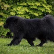 IMBIR Mag Force (FCI)