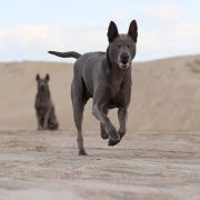 Akima Coloured Pearls 