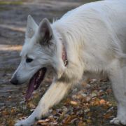 ARIA CARAMELLA BIANCA 