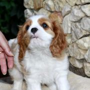 Xander Ex imo Corde (FCI)