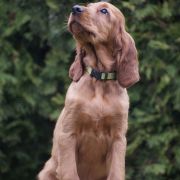 ETERNIA ZOAR Ginger State of Mind