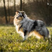 NEAJRA NIL ARETE Figa Ruminy