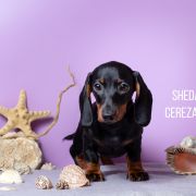 SHEDARIAN CEREZA SUENO