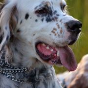 BARENNE STIVEN NIKI VENKARO