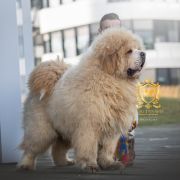 Vadim NGAU DYNASTY MASTIF WAY