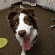 JESSY Black&White Smith FCI 