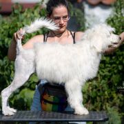 ROYAL JELLY Tempus Ad Miraculum