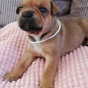 BELUGA Horseradish Gang Staff