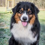 Damani Dream NO NO YES