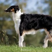 HYPNOTIZING XENA Impuls i Splendor