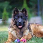 REPRODUKTOR Harlej-Quinn von Skorpionenblut