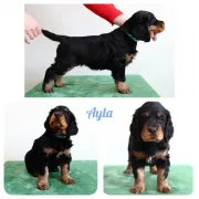 AYLA Lovly Vell 