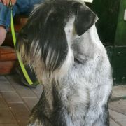 Riddick Artax's Angels (C.I.B. PL JCH, LT JCH, PL CH, LT CH, PL GCH)